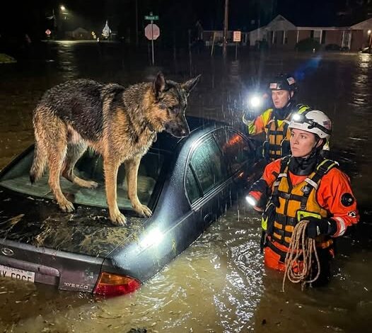 As Relentless Floodwaters Swallowed a Quiet Tennessee Town and Rescuers Discovered a German Shepherd Refusing to Abandon a Nearly Submerged Car in the Darkness, No One Imagined the Dog Was Guarding More Than a Survivor — Or That Days Later He Would Lead Them to Something Buried for Decades