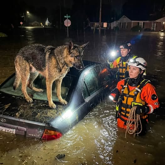 As Relentless Floodwaters Swallowed a Quiet Tennessee Town and Rescuers Discovered a German Shepherd Refusing to Abandon a Nearly Submerged Car in the Darkness, No One Imagined the Dog Was Guarding More Than a Survivor — Or That Days Later He Would Lead Them to Something Buried for Decades