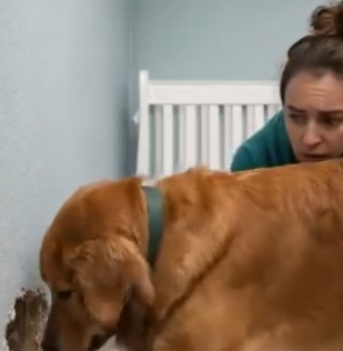 Babyens “astma” ble verre helt til hunden vår rev opp veggen og avslørte hva som egentlig var bak… – Arkivaren