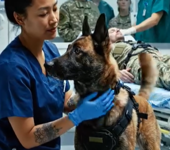 K9 ei antanut kenenkään SEALin ruumiin lähellä loukkaantua ennen kuin uusi sairaanhoitaja kääri hihansa ylös ja näytti himmeän mustan tatuoinnin, jota kukaan San Diegon…